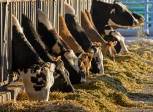 On farm and farmer pest control training